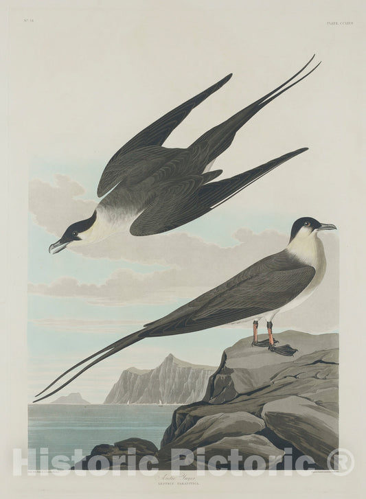 Art Print : Havell After Audubon, Arctic Jager, 1835 - Vintage Wall Art