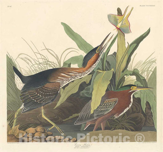 Art Print : Havell After Audubon, Green Heron, 1836 - Vintage Wall Art