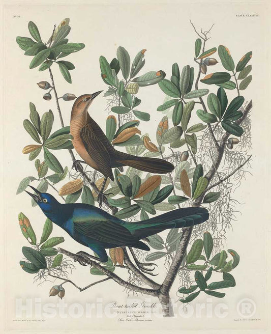 Art Print : Havell After Audubon, Boat-Tailed Grackle, 1834 - Vintage Wall Art