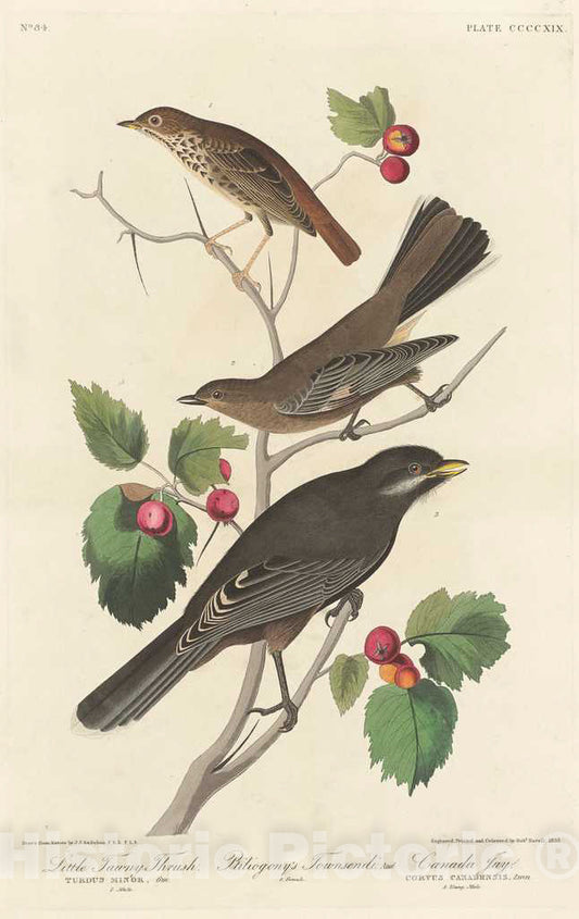 Art Print : Havell After Audubon, Little Tawny Thrush, 1838 - Vintage Wall Art