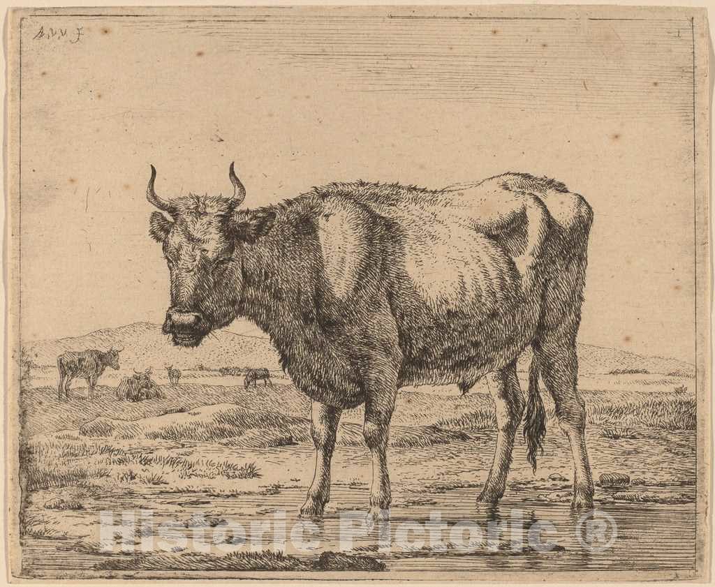 Art Print : Adriaen Van de Velde, Bull Standing in Water, c.1658 - Vintage Wall Art