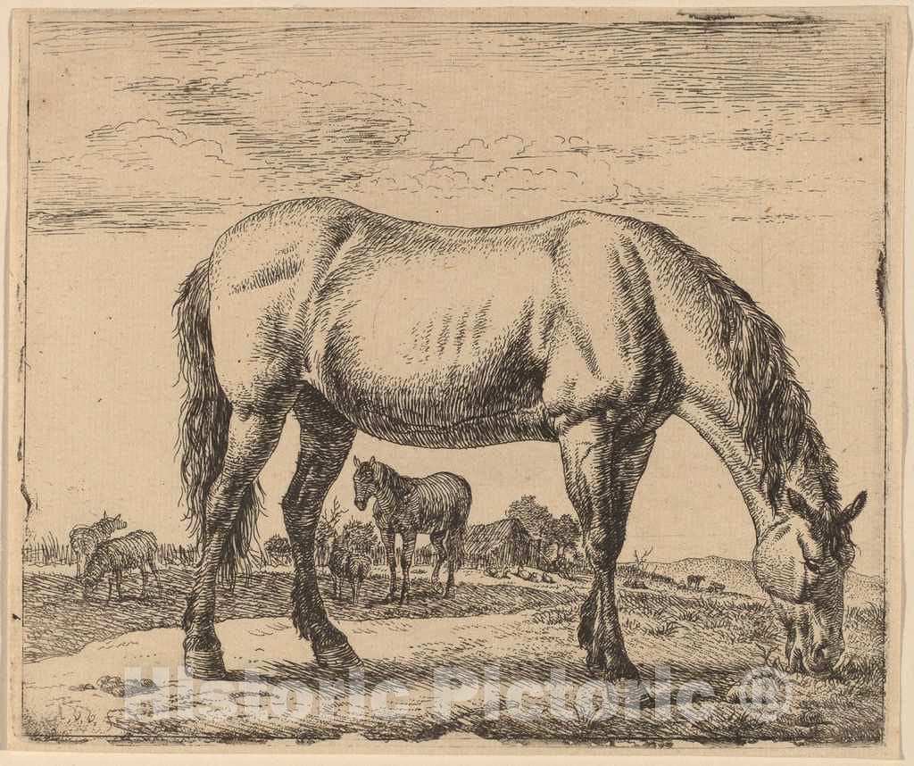 Art Print : Adriaen Van de Velde, Grazing Horse, c.1658 - Vintage Wall Art