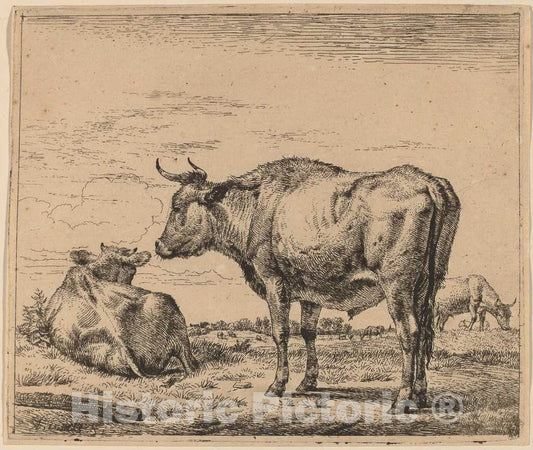 Art Print : Adriaen Van de Velde, Standing Bull, c.1658 - Vintage Wall Art