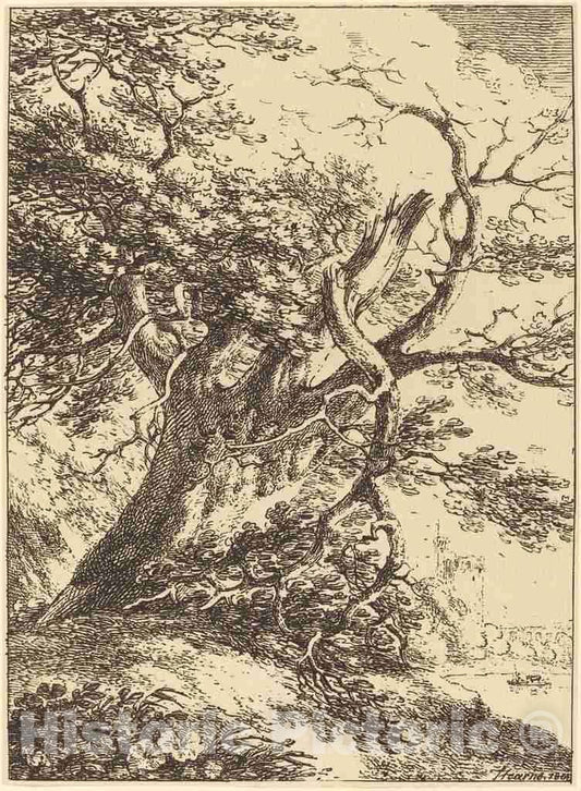 Art Print : Thomas Hearne, Old Tree, 1803 - Vintage Wall Art
