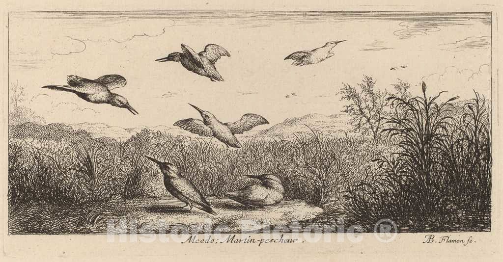 Art Print : Albert Flamen, Alcedo, The Kingfisher - Vintage Wall Art
