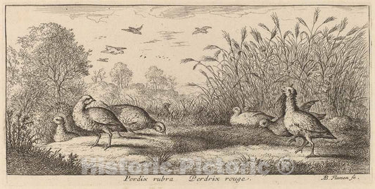 Art Print : Albert Flamen, Pedrix rubra, The Red-Legged Partridge - Vintage Wall Art