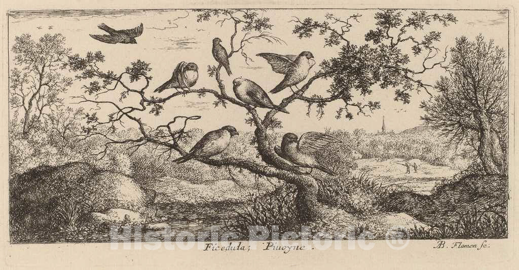 Art Print : Albert Flamen, Ficedula, The Bullfinch - Vintage Wall Art