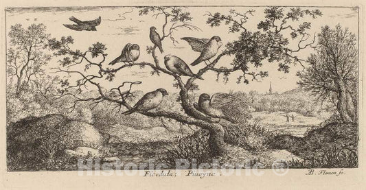 Art Print : Albert Flamen, Ficedula, The Bullfinch - Vintage Wall Art