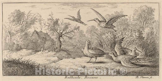 Art Print : Albert Flamen, Rusticula, The Woodcock - Vintage Wall Art