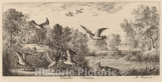 Art Print : Albert Flamen, Vanellus, The Lapwing - Vintage Wall Art