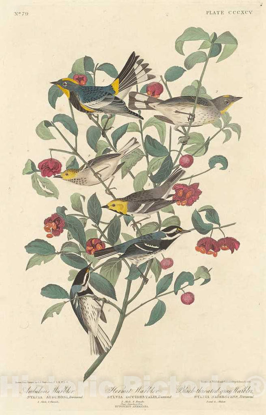 Art Print : Havell After Audubon, Audubon's Warbler, Hermit Warbler and Black-Throated Gray Warbler, 1837 - Vintage Wall Art