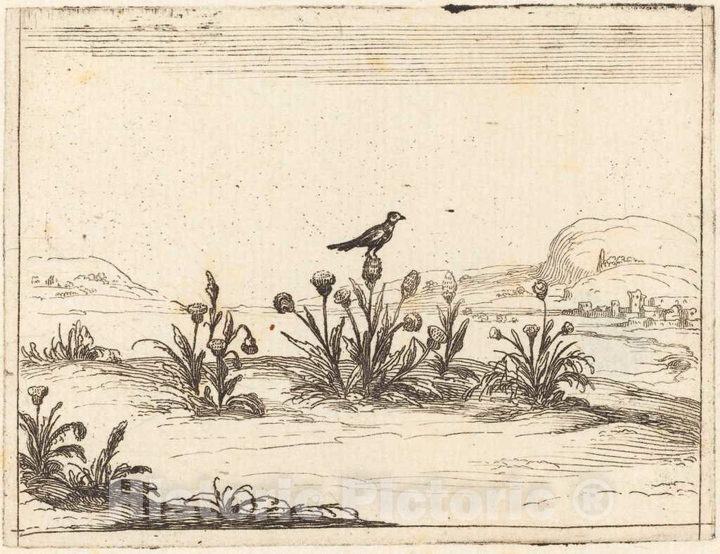 Art Print : Jacques Callot, Bird Perched in a Thistle, 1628 - Vintage Wall Art