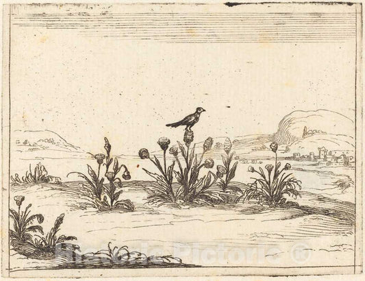 Art Print : Jacques Callot, Bird Perched in a Thistle, 1628 - Vintage Wall Art