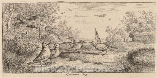 Art Print : Albert Flamen, Garrulus, The Jay - Vintage Wall Art