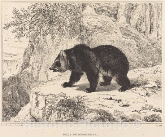 Art Print : Antoine-Louis Barye, Mississippi Bear, 1836 - Vintage Wall Art