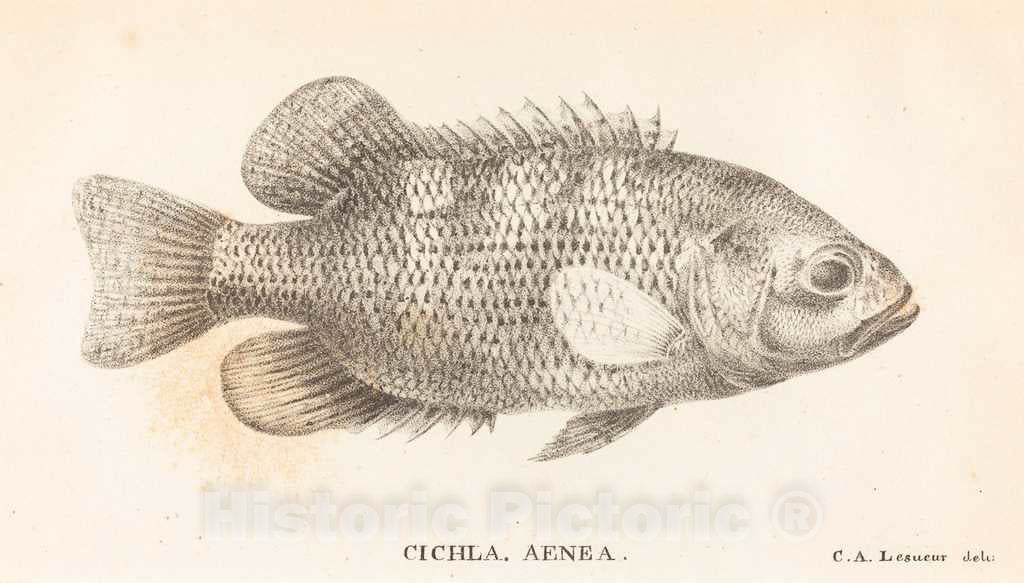 Art Print : Alexandre Lesueur, Cichla, Aenea, 1822 - Vintage Wall Art