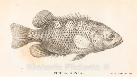 Art Print : Alexandre Lesueur, Cichla, Aenea, 1822 - Vintage Wall Art