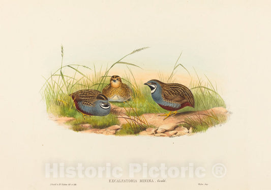 Art Print : Gould and H.C. Richter, Excalftoria Minima (Blue-Breasted Quail) - Vintage Wall Art