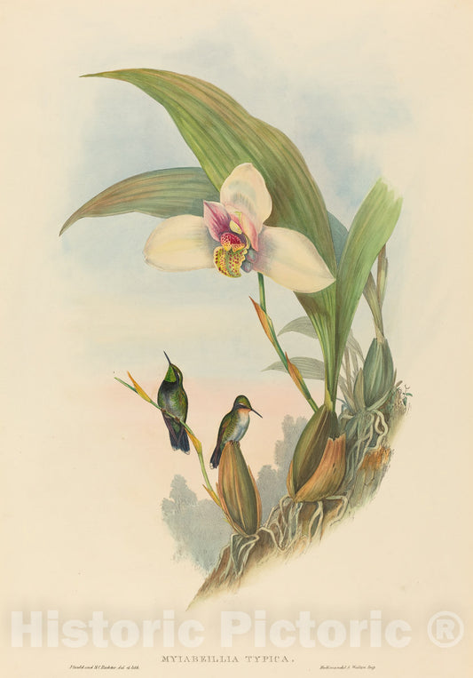 Art Print : Gould and H.C. Richter, Myiabeillia typica (Abeille's Hummingbird) - Vintage Wall Art