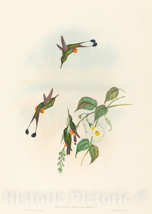 Art Print : Gould and H.C. Richter, Spathura rufocaligata (Red-booted Racket-Tail) - Vintage Wall Art