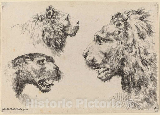 Art Print : Stefano Della Bella, Three Lion Heads, 1649 - Vintage Wall Art