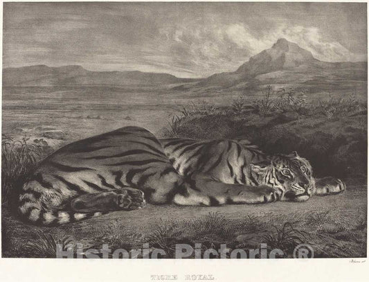 Art Print : EugÃ¨ne Delacroix, Royal Tiger (Tigre Royal), 1829 - Vintage Wall Art