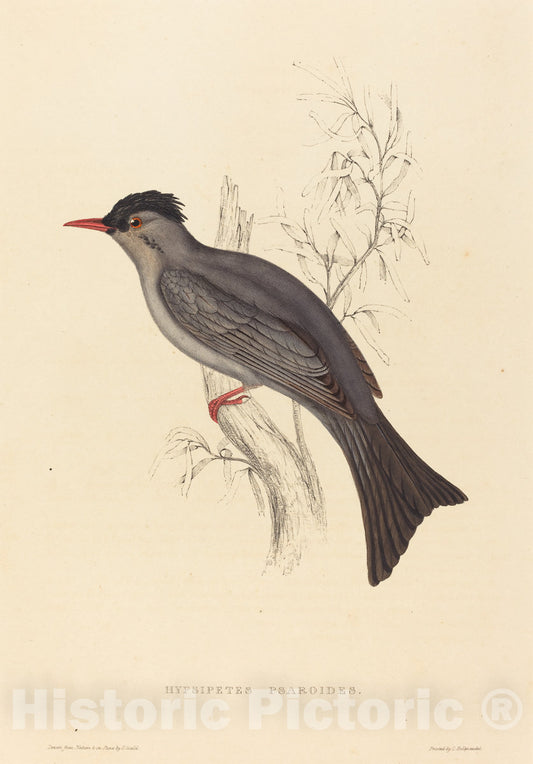 Art Print : Elizabeth Gould, Hypsipetes Psaroides (Black Bulbul) - Vintage Wall Art