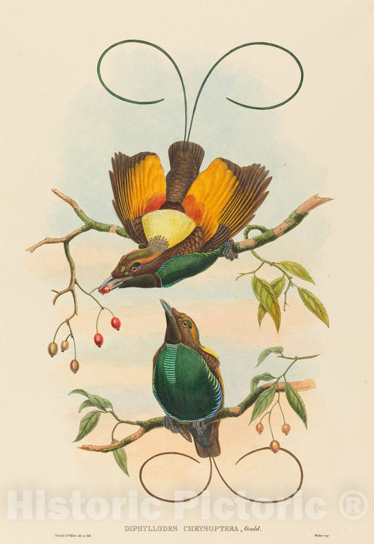 Art Print : Gould and W. Hart, Diphyllodes chrysoptera (Magnificent Bird of Paradise) - Vintage Wall Art
