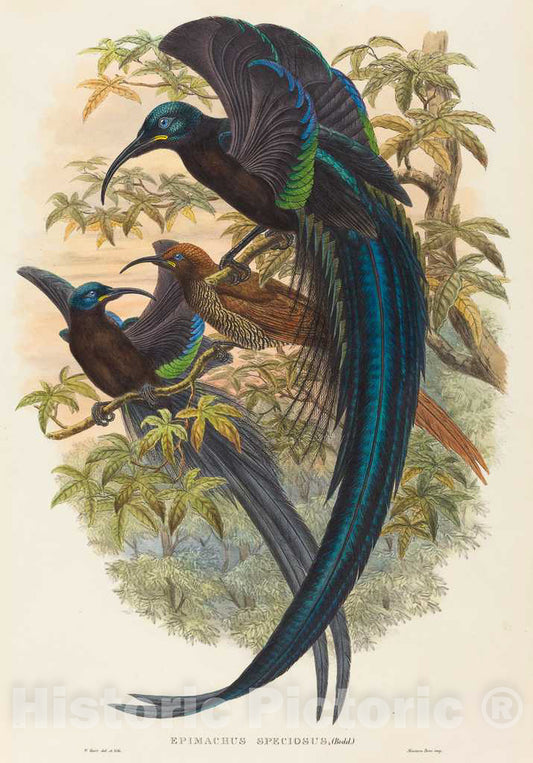 Art Print : Hart, Epimachus speciosus (Sickle-Billed Bird of Paradise) - Vintage Wall Art