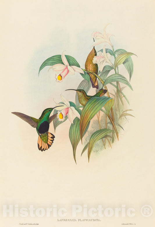 Art Print : Gould and H.C. Richter, Lafresnaya flavicaudata (Buff-Tailed Velvet-Breast) - Vintage Wall Art