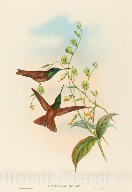 Art Print : Gould and H.C. Richter, Diphogena Aurora (Gould's Rainbow) - Vintage Wall Art
