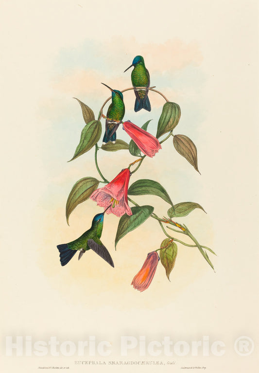 Art Print : Gould and H.C. Richter, Eucephala smaragdocaerulea (Gould's Wood Nymph) - Vintage Wall Art