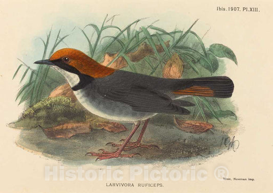 Art Print : Bird (Larvivora Ruficeps) - Vintage Wall Art