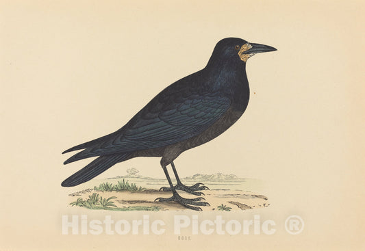 Art Print : Rook - Vintage Wall Art