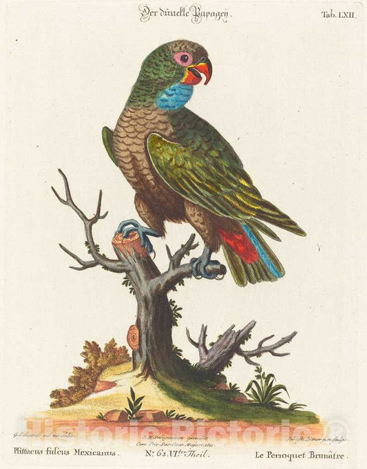Art Print : Seligmann After Edwards, Parrot (Le Perroquet Brunatre. Pfittacus Fulcus Mexicanus) - Vintage Wall Art