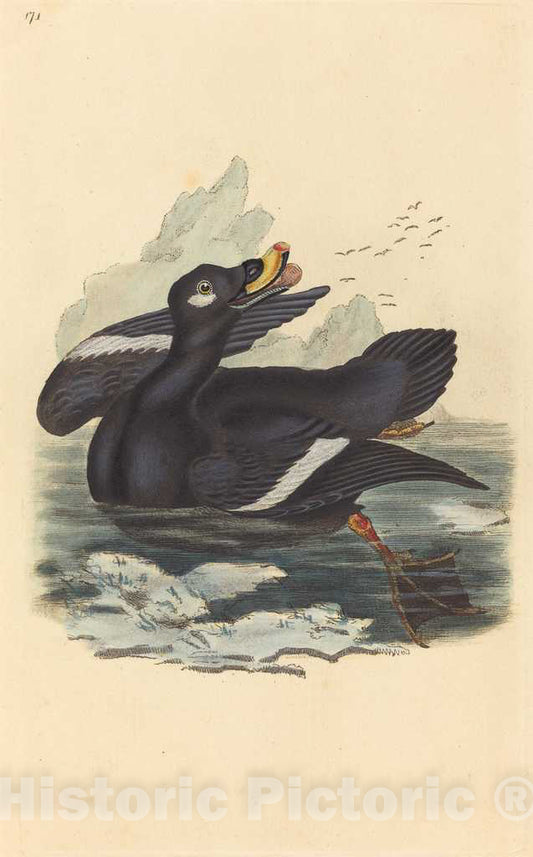 Art Print : Velvet Duck - Vintage Wall Art