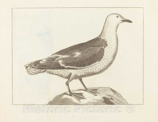 Art Print : Water Fowl, 19th Century - Vintage Wall Art