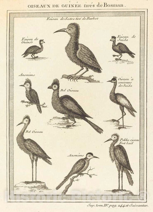 Art Print : Oiseaux de guinee Tires de bosman - Vintage Wall Art