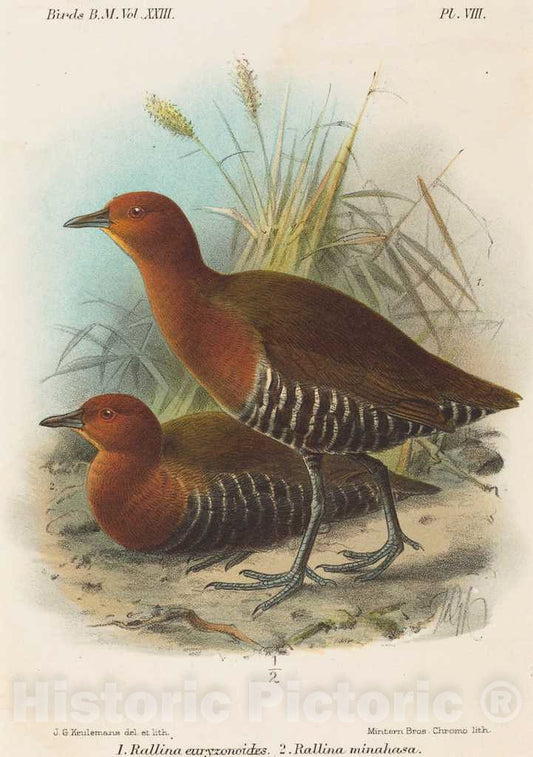 Art Print : John Gerrard Keulemans, Birds of Philippines - Vintage Wall Art