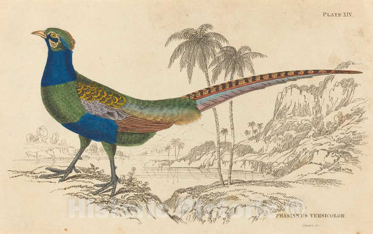 Art Print : William Home Lizars, Phasianus Versicolor - Vintage Wall Art
