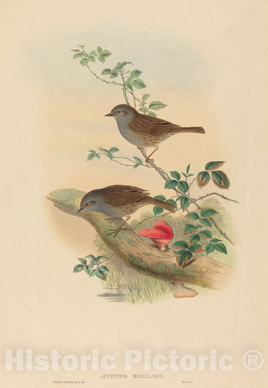 Art Print : Gould and H.C. Richter, Accentor modularis (Dunnock) - Vintage Wall Art