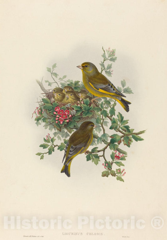 Art Print : Gould and H.C. Richter, Ligurinus Chloris (Greenfinch) - Vintage Wall Art
