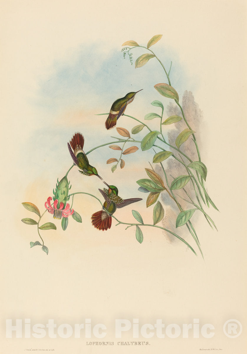 Art Print : Gould and H.C. Richter, Lophornis chalybeus (Festive Coquette) - Vintage Wall Art