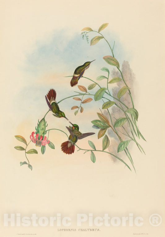 Art Print : Gould and H.C. Richter, Lophornis chalybeus (Festive Coquette) - Vintage Wall Art