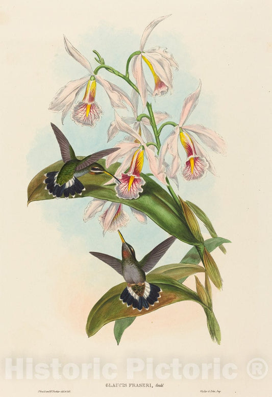 Art Print : Gould and H.C. Richter, Glaucis fraseri (Fraser's Barbed-Throat) - Vintage Wall Art