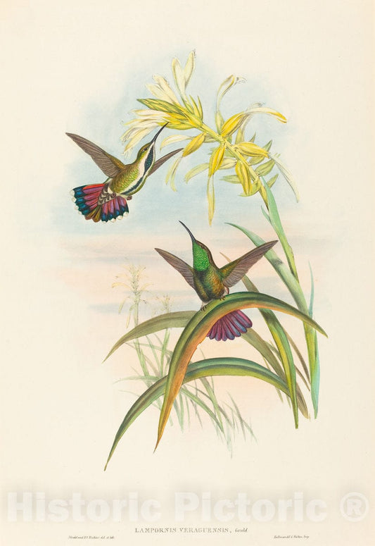 Art Print : Gould and H.C. Richter, Lampornis veraguensis (Veraguan Mango) - Vintage Wall Art