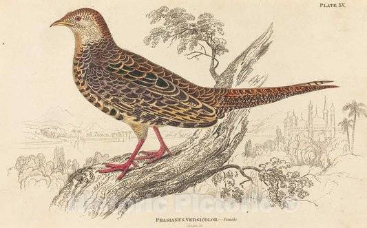 Art Print : William Home Lizars, Phasianus Versicolor - Female - Vintage Wall Art