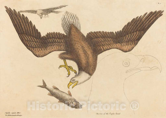 Art Print : Mark Catesby, The Bald Eagle (Falco leucocephalus), 1731-1743 - Vintage Wall Art