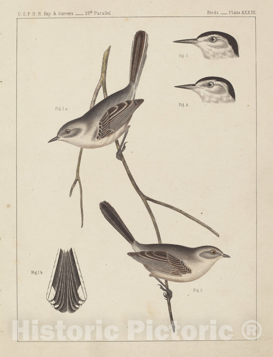 Art Print : Birds - U.S.P.R.R. Exp. & Surveys, 35th Parallel - Vintage Wall Art