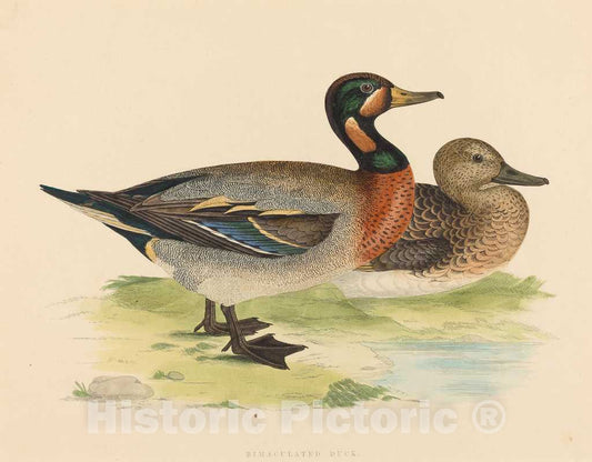 Art Print : Bimaculated Duck, 1855 - Vintage Wall Art